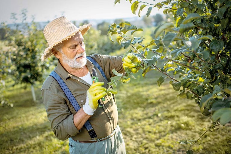 Ako a kedy strihať jablone