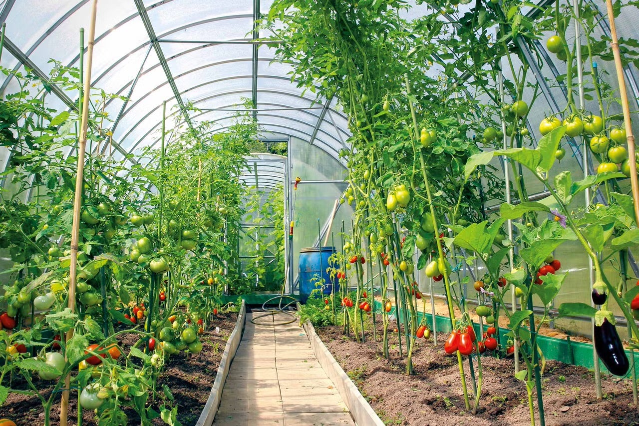 Skleník s rastlinami paradajok a baklažány