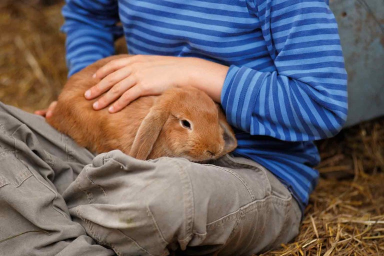 Chlapec drží králika v lone