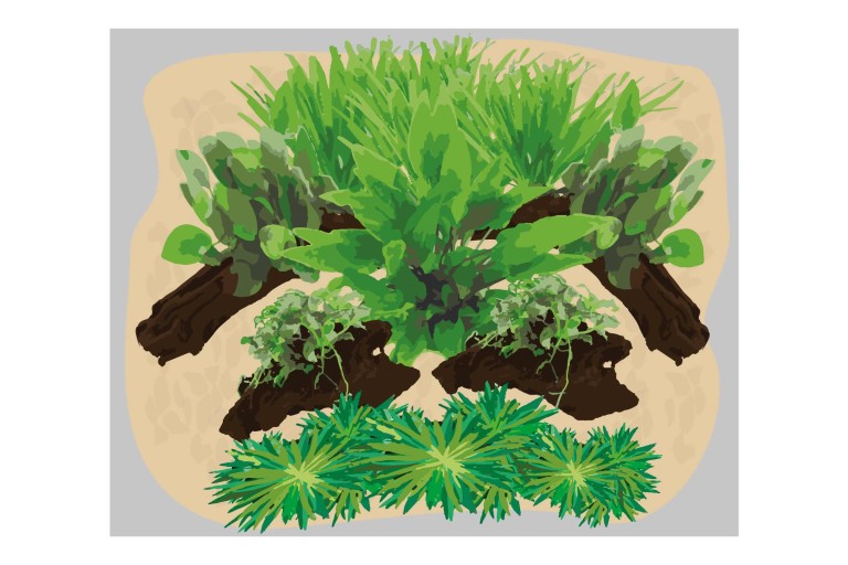 Ilustrácia akvária s rastlinami a drevenými koreňmi