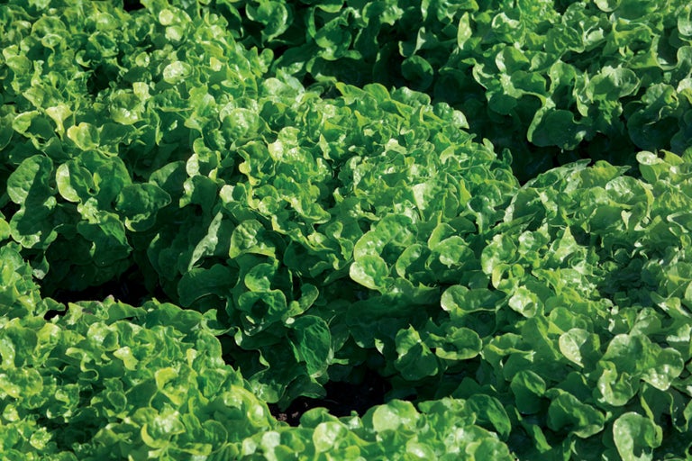 Pole s trhaným šalátom