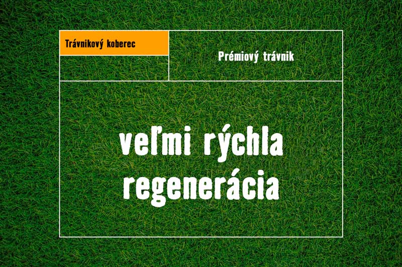 Trávnikový koberec s rýchlou regeneráciou