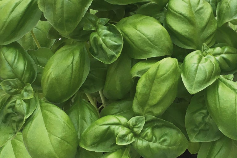 Detail bazalkových listov