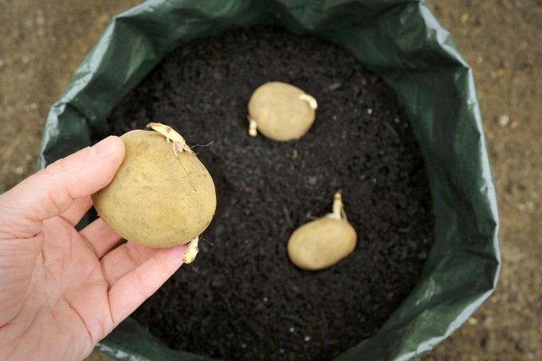 Ruka drží sadbovú zemiak nad pestovateľským vakom s pestovateľskou zeminou a ďalšími zemiakmi.