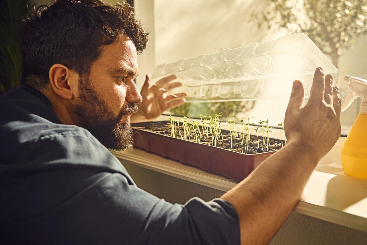 Muž prezerá sadbovaciu misku s mladými rastlinami na okennom parapete pod priehľadným vekom
