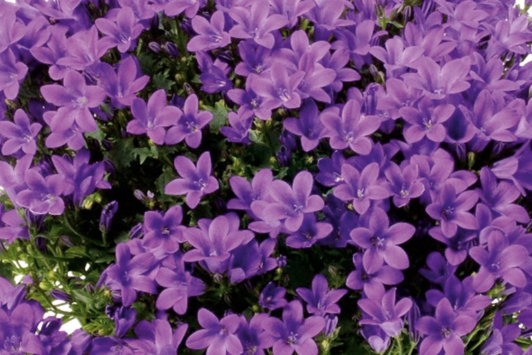 Detailný záber na zvonček latifóliový s mnohými kvetmi.