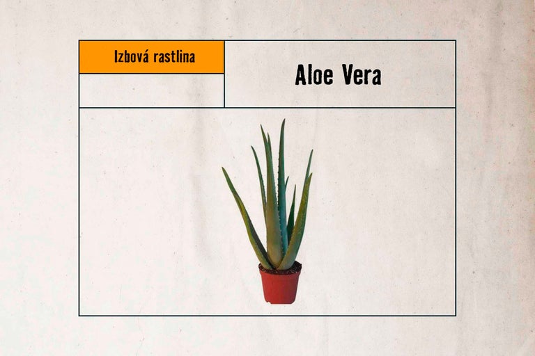 Aloe Vera izbová rastlina v kvetináči