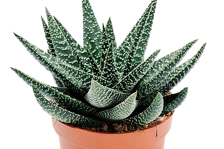 Gasteria trpasličia v kvetináči