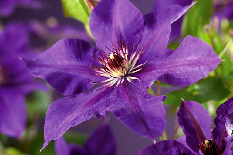 Detail fialového kvetu plamienka