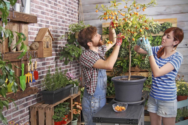 Záhradná scéna s kumquatovým stromom a dvoma ľuďmi, ktorí zbierajú plody.