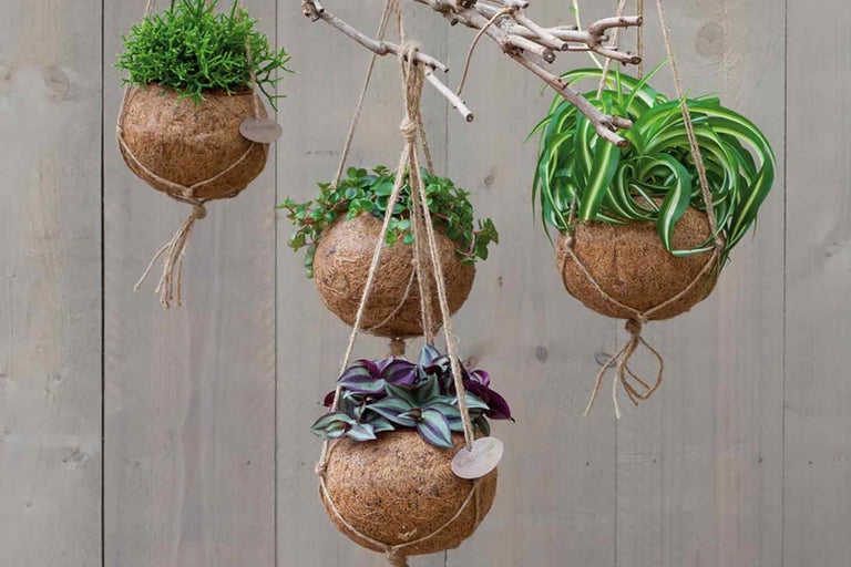 Niekoľko závesných rastlín Kokodama na vetve