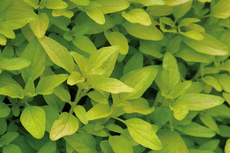 Detailný záber rastliny oregana