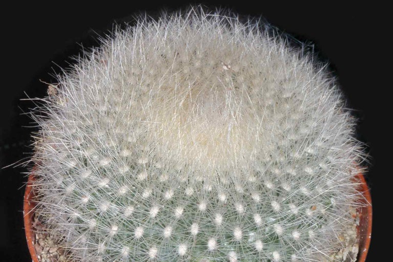 Guľovitý kaktus Mammillaria v kvetináči