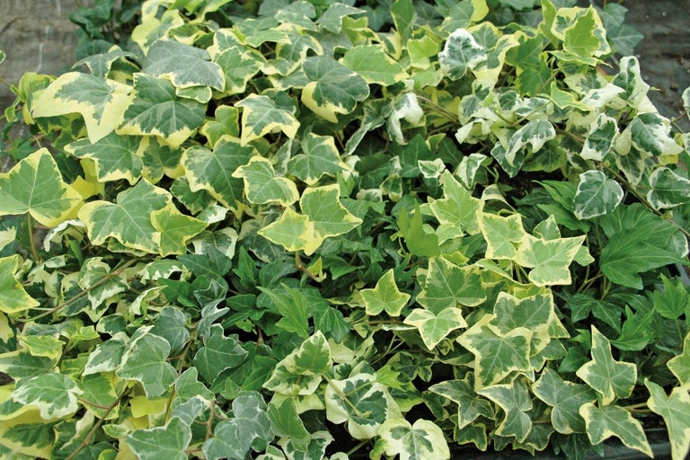 Brečtan s panašovanými listami