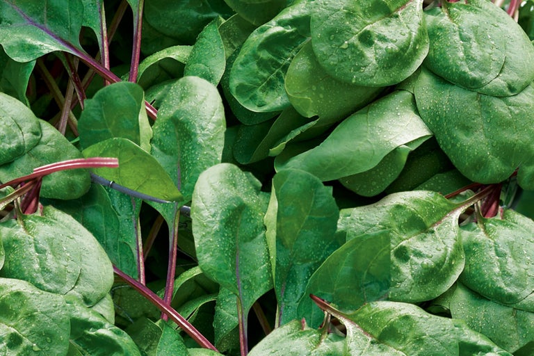 Detail listov mangoldu s červenými stonkami