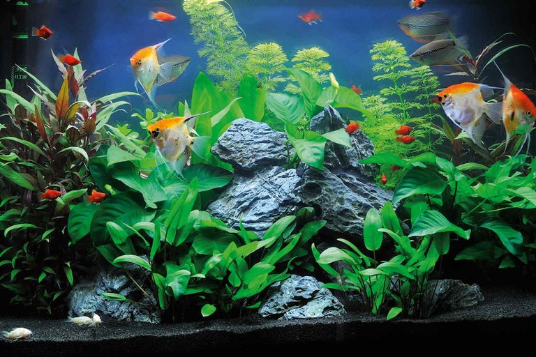 Dekoratívne akvárium s rybami, rastlinami a kameňmi