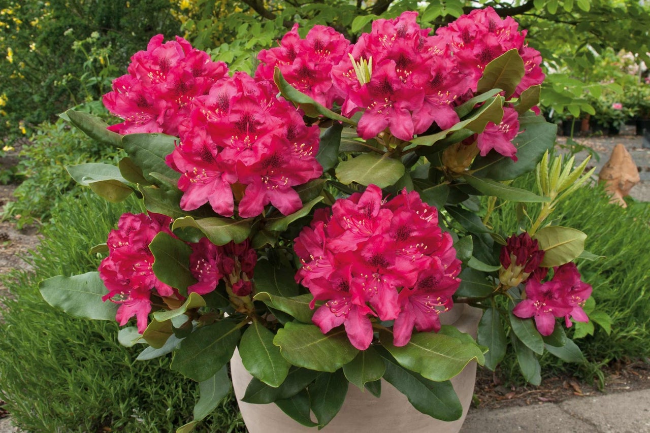Rododendron s červenými kvetmi v kvetináči