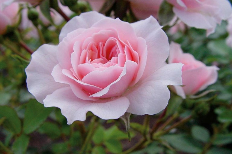 Detailný záber jednotlivé svetloružovej ruže so zelenými listami