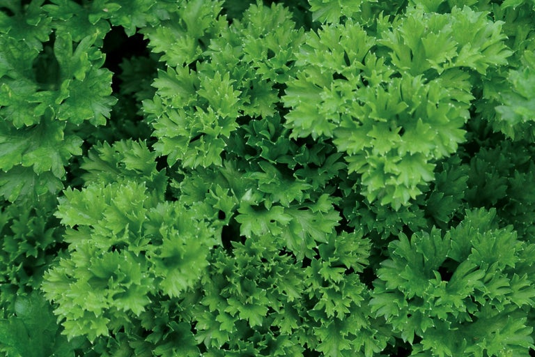 Detailný záber petržlenu kučeravého