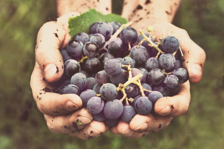 Detailný záber rúk držiacich čerstvo zozbierané hrozno