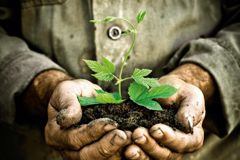 Ruky držia mladú rastlinu v hline.