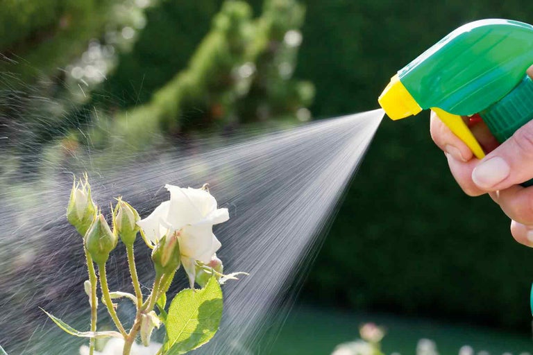 Ruka drží rozprašovač a strieka ružu v záhrade.