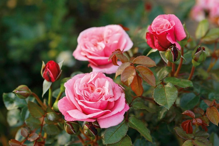 Detailný záber na ružové kvety ruží a puky na kríku ruží