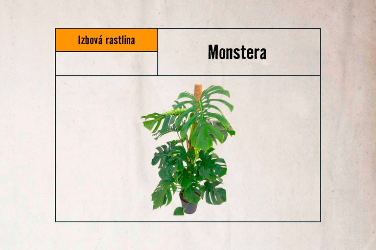 Izbová rastlina Monstera v kvetináči s oporou na popínanie
