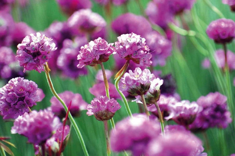 Detailný pohľad na trávničky v záhradnom záhone