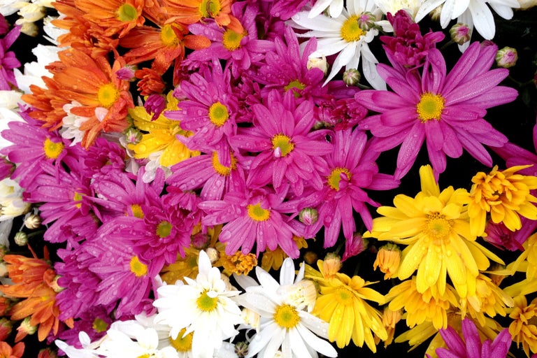 Detail chryzantém v rôznych farbách