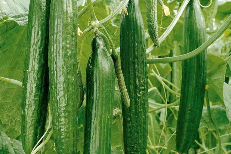 Rastúca rastlina uhorky