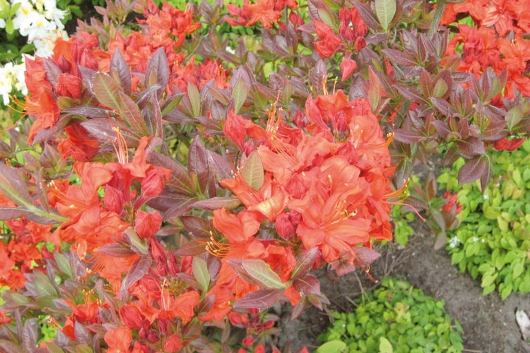 Detailný záber azalky s oranžovočervenými kvetmi