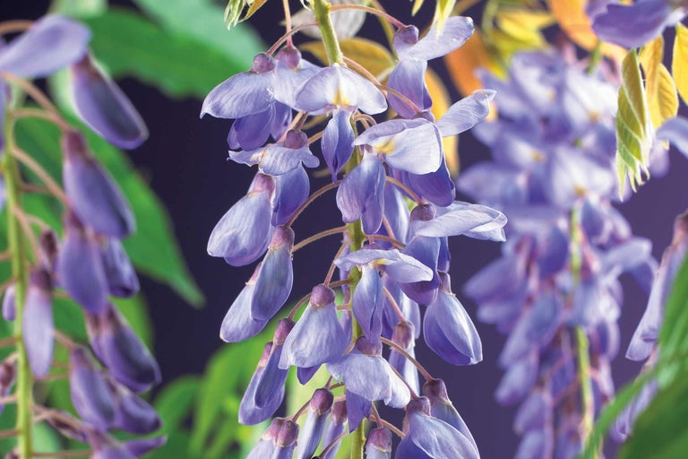 Detailný záber kvetov vistérie