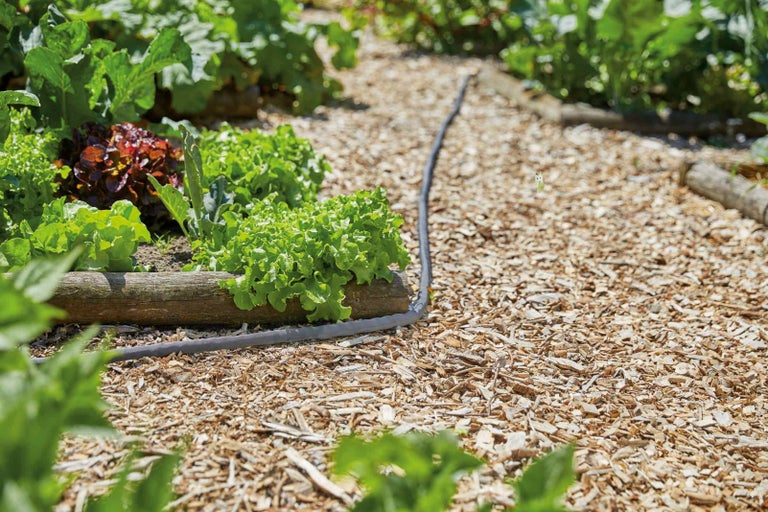 Zeleninová záhrada so šalátom a zavlažovacou hadicou na drevnej štiepke