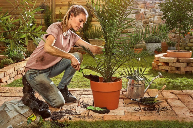 Žena sadí datľovú palmu do kvetináča v záhrade so substrátom, kanvou a záhradníckym náradím.