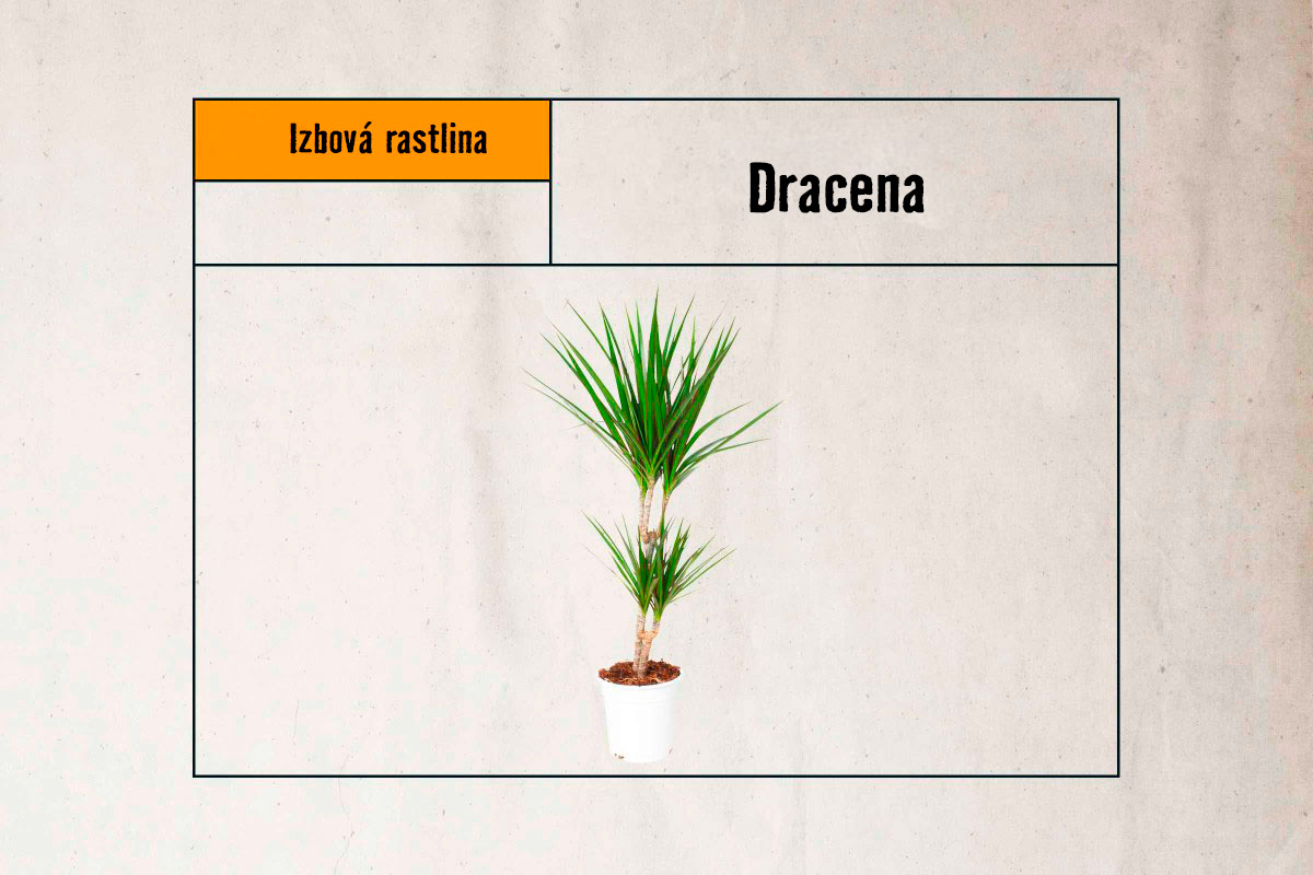 Dracéna izbová rastlina v kvetináči