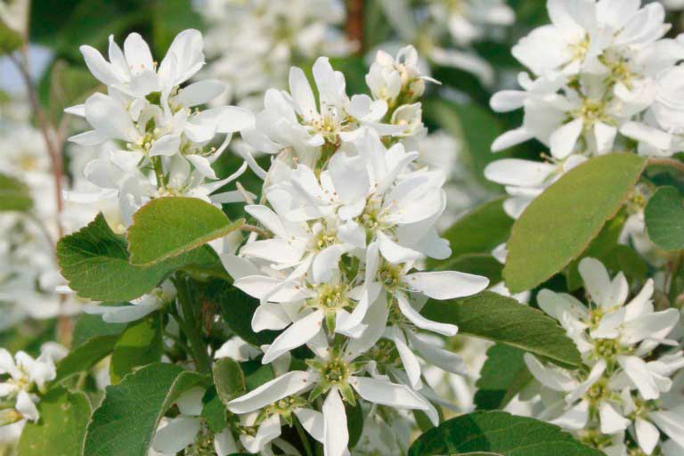 Kvety muchovníka s zelenými listami