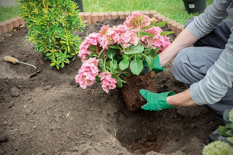 Osoba sadí ružovú hortenziu do záhrady so záhradným náradím.