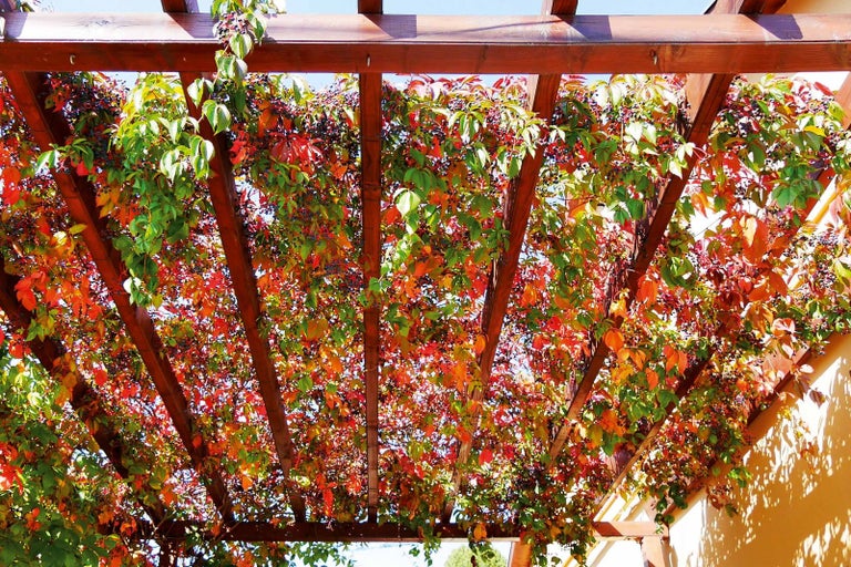 Drevená pergola s viničom ako slnečník