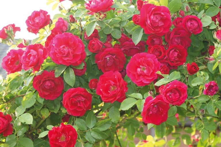 Červená popínavá ruža so zelenými listami