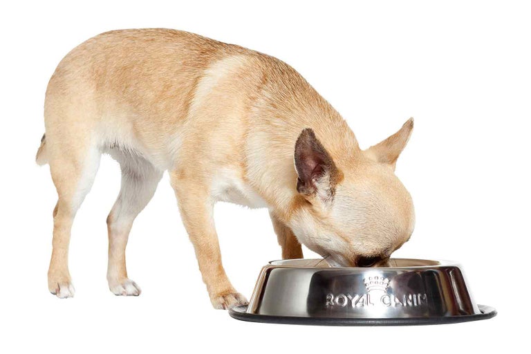Čivava je z misky s logom Royal Canin