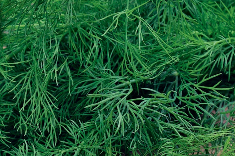 Detailný pohľad na kôpor