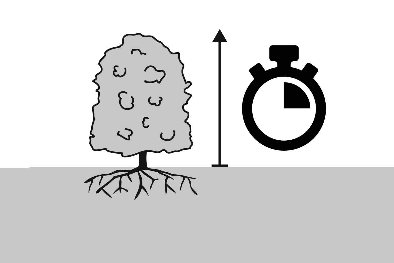 Symbolický obrázok doba výsadby
