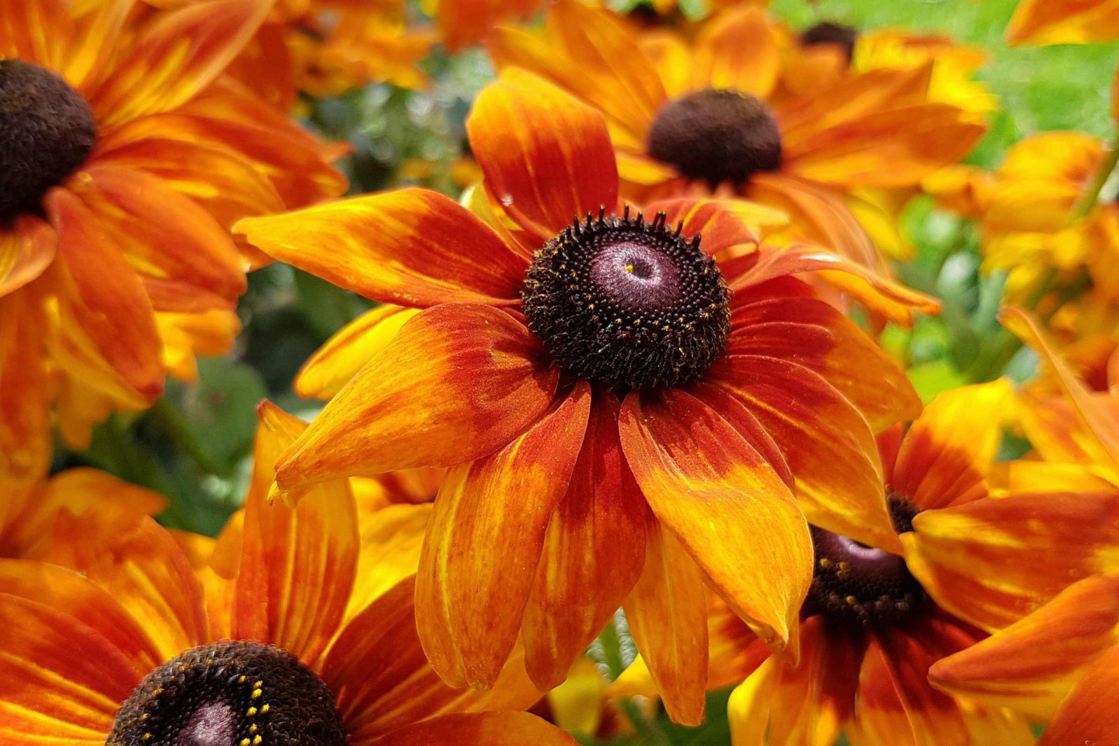 Detailný pohľad na kvety Rudbeckia v záhrade