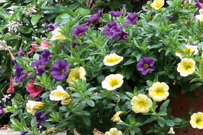 Kvitnúce záhonové rastliny so žltými a fialovými kvetmi