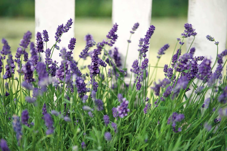 Detail levandule pred záhradným plotom