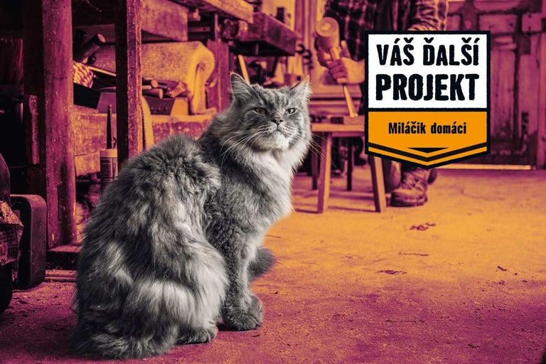 Láska, ktorá šteká, mňauká, spieva a špliecha