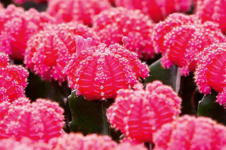 Detailný záber niekoľkých kaktusov Gymnocalycium Mihanovichii