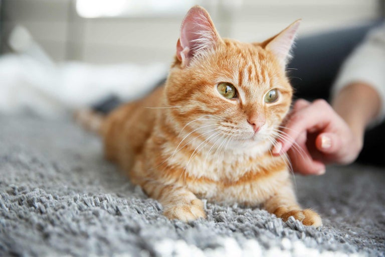 Mačiatko leží na koberci a hladí ho ruka.