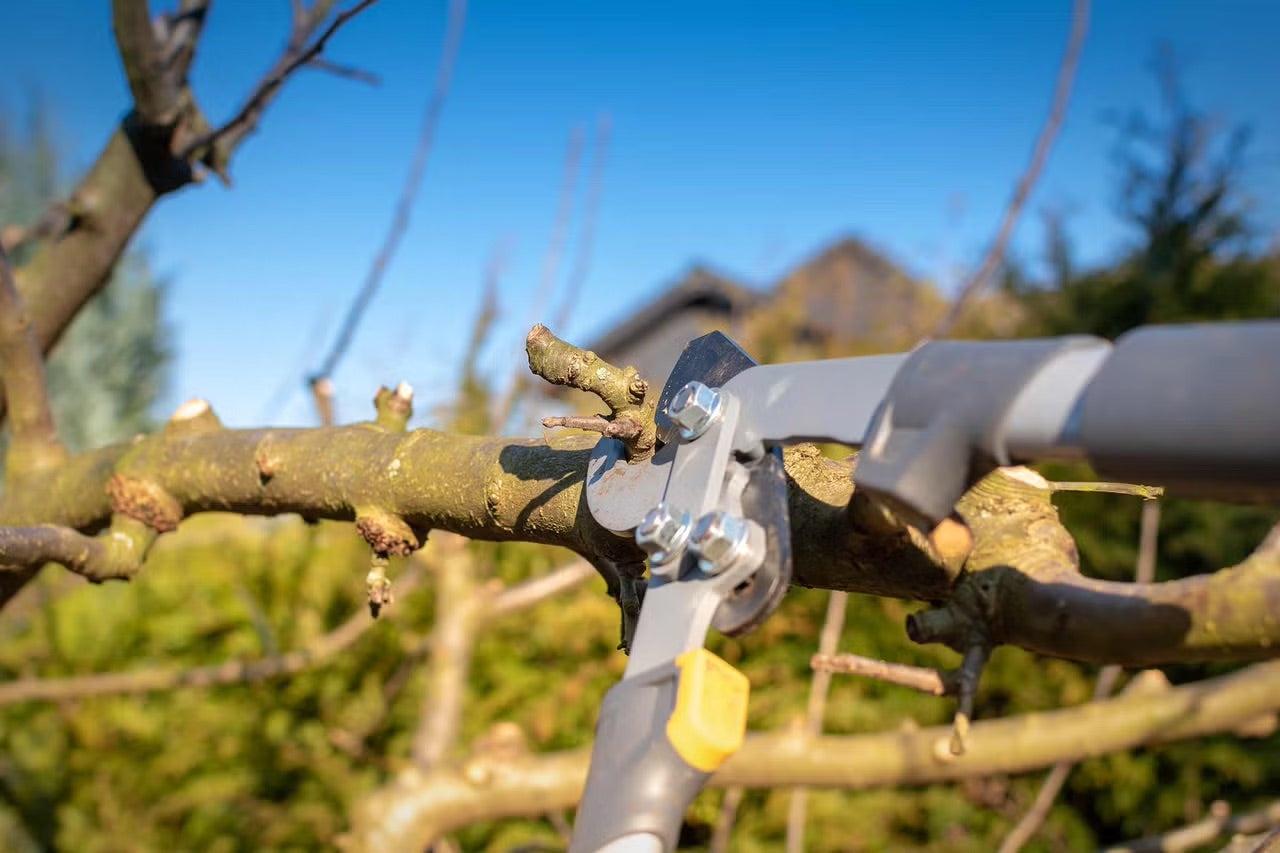 Ako a kedy strihať jablone